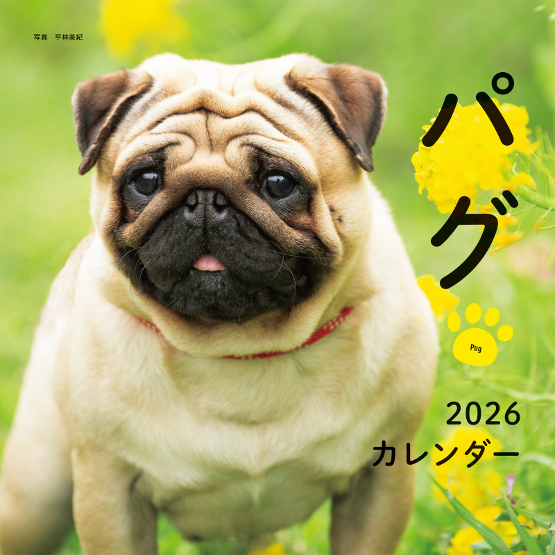 2026年カレンダー パグ (誠文堂新光社カレンダー)
