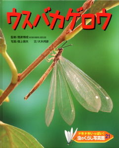 ドキドキいっぱい!虫のくらし写真館 ウスバカゲロウ (21)