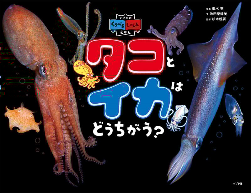 タコとイカはどうちがう? いきものくらべるしゃしんえほん