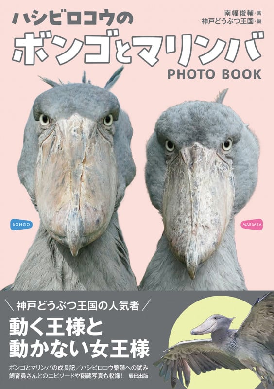 ハシビロコウのボンゴとマリンバ