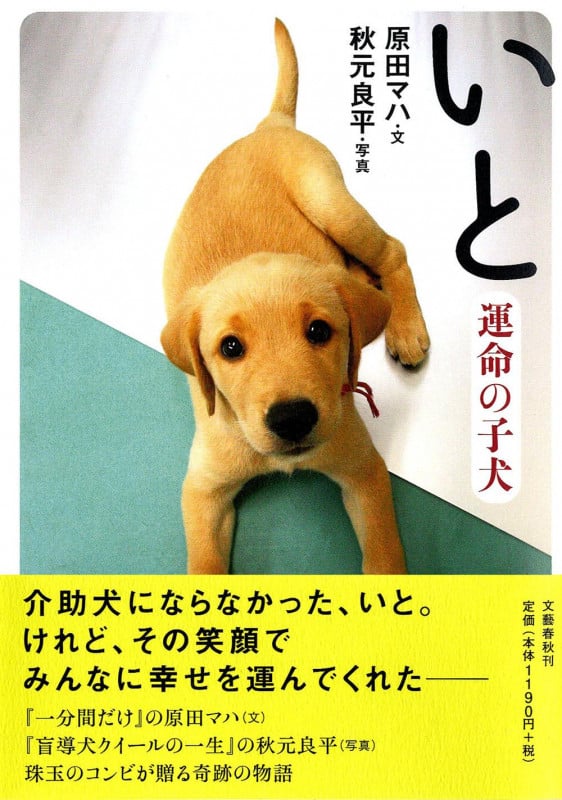 運命の子犬 いと