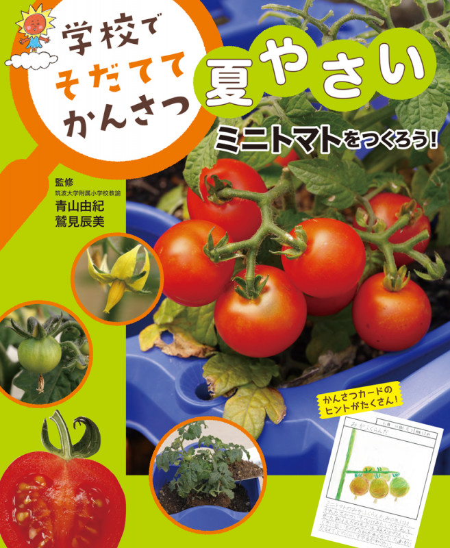 ミニトマトをつくろう! 学校でそだててかんさつ 夏やさい