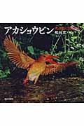アカショウビン 火の鳥に出会った