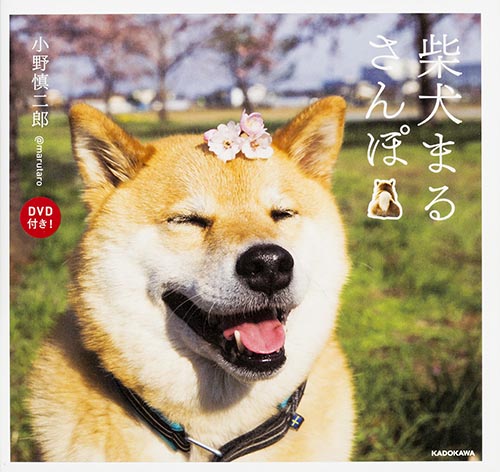 柴犬まるさんぽ