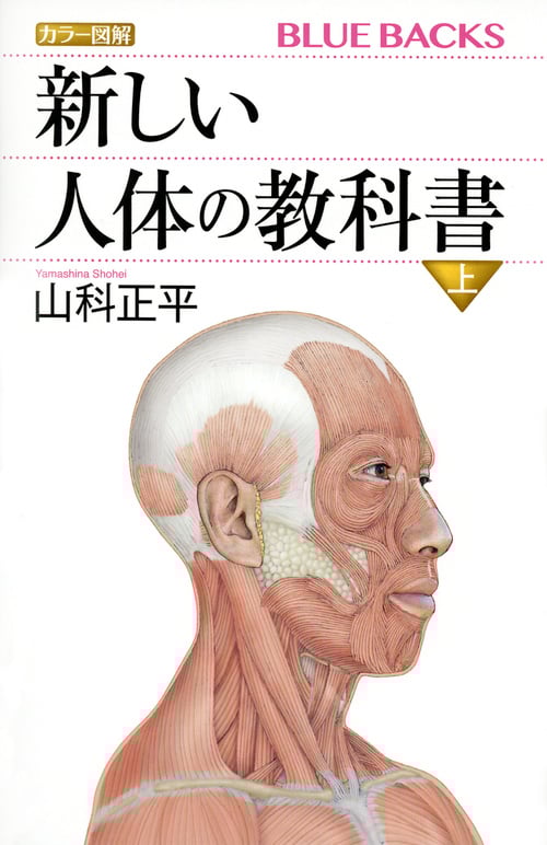 カラー図解 新しい人体の教科書 上 (ブルーバックス)