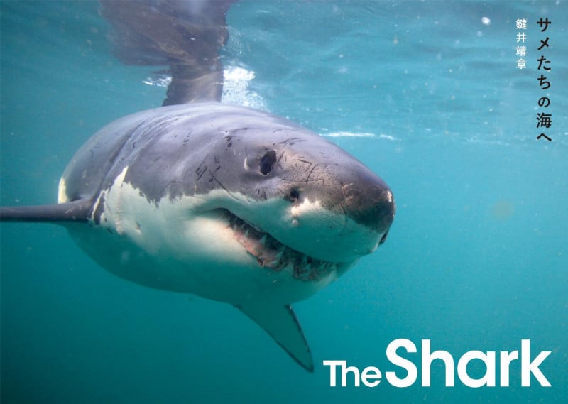 The Shark サメたちの海へ