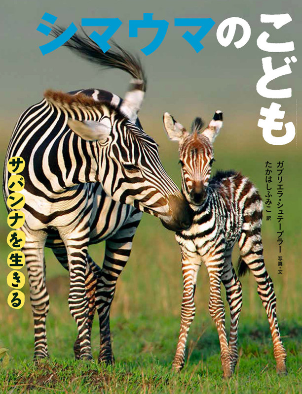 シマウマのこども (サバンナを生きる)