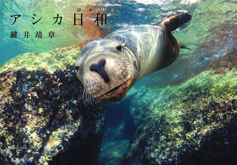 アシカ日和