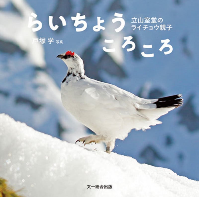 らいちょう ころころ 立山室堂のライチョウ親子