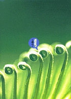 おはつ フォトポエム絵本の詳細を見る