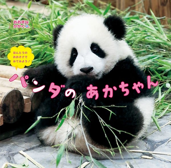 パンダのあかちゃん ほんとうのおおきさでみてみよう! (おおきなかがく)