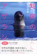 知床のアザラシ
