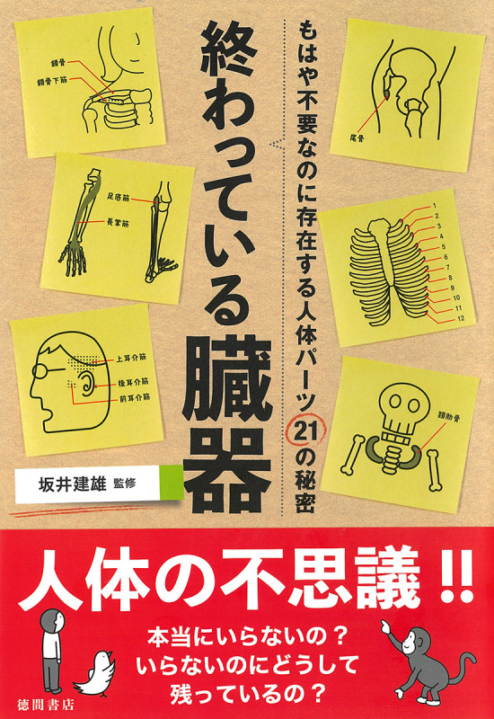 終わっている臓器 もはや不要なのに存在する人体パーツ21の秘密の詳細を見る