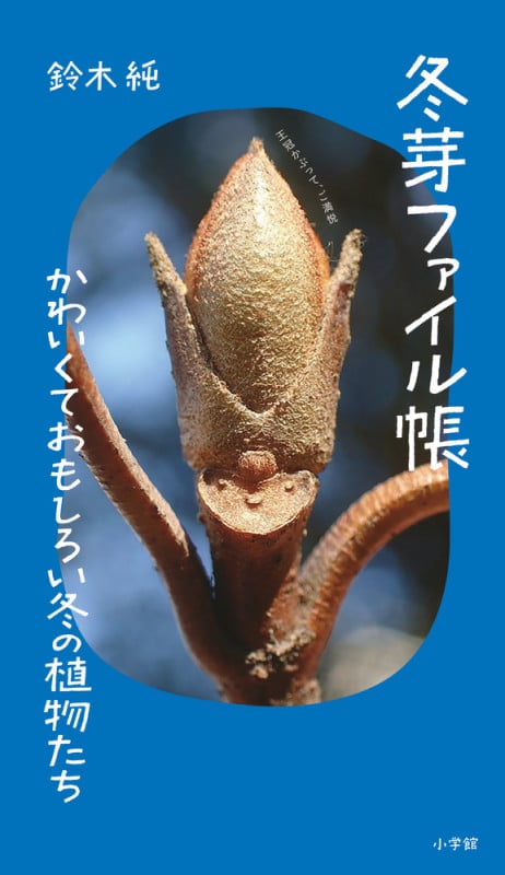 冬芽ファイル帳 かわいくておもしろい冬の植物たち