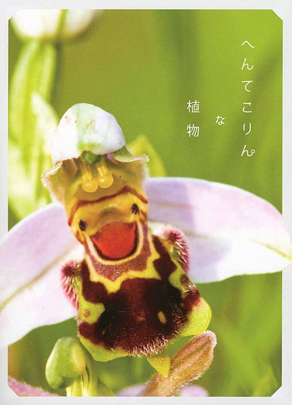 へんてこりんな植物