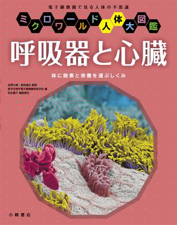 呼吸器と心臓 体に酸素と栄養を運ぶしくみ (ミクロワールド人体大図鑑)