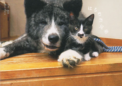 はちわれ兄弟の詳細を見る