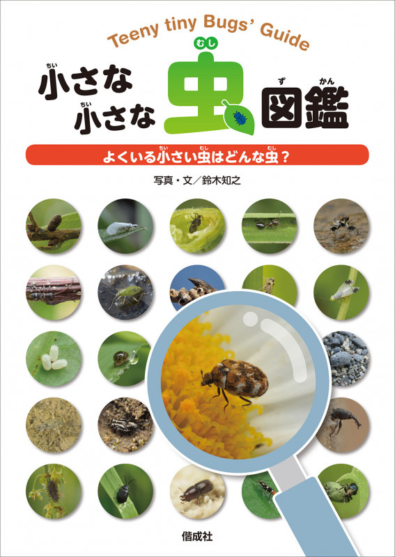 小さな小さな虫図鑑 よくいる小さい虫はどんな虫?