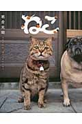 写真集 ねこ