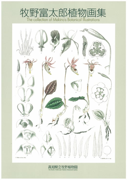 牧野富太郎植物画集 