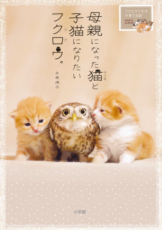 母親になった猫と子猫になりたいフクロウ。 フクとマリモの子育て日記
