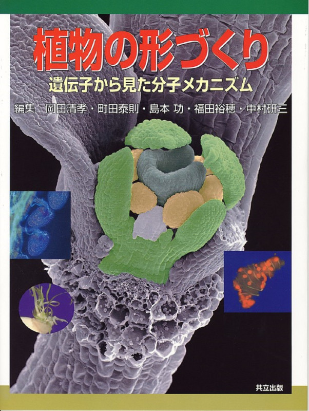 植物のタンパク質実験プロトコ-ル 遺伝子と組織から迫るタンパク質の機能と構造/学研メディカル秀潤社/中村研三（大型本） 植物のタンパク質実験プロトコール 細胞工学 別冊 遺伝子と機能