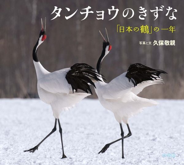 タンチョウのきずな 「日本の鶴」の一年 (小学館の図鑑NEOの科学絵本)