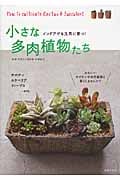 小さな多肉植物たち インドアでも元気に育つ!