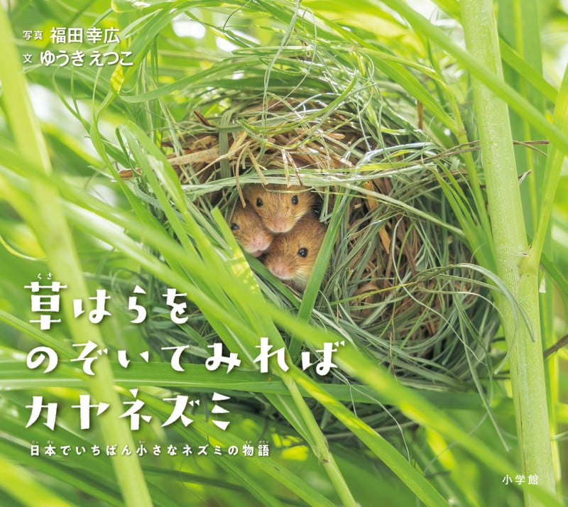 草はらをのぞいてみればカヤネズミ 日本でいちばん小さなネズミの物語 (小学館の図鑑NEOの科学絵本)