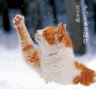 写真集 そっとネコぼけ