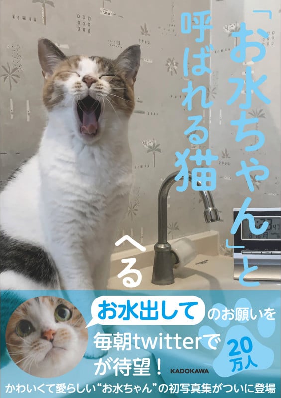 「お水ちゃん」と呼ばれる猫の詳細を見る