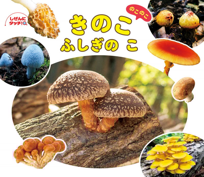 きのこのこのこふしぎのこ (しぜんにタッチ!)