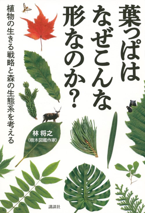 葉っぱはなぜこんな形なのか? 植物の生きる戦略と森の生態系を考える