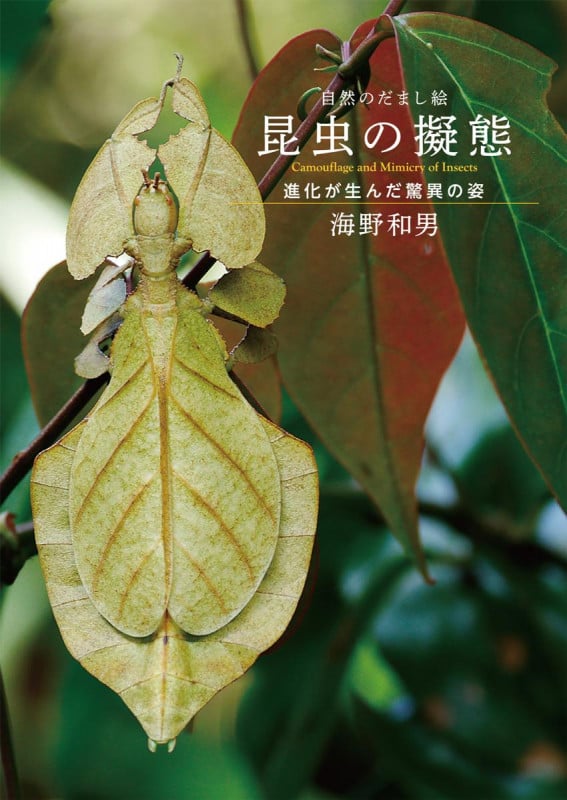 自然のだまし絵 昆虫の擬態 進化が生んだ驚異の姿