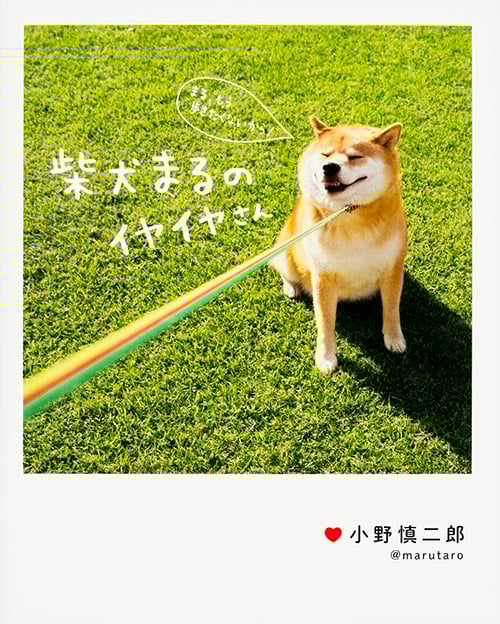 柴犬まるのイヤイヤさん