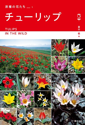 チューリップ (原種の花たち 1)