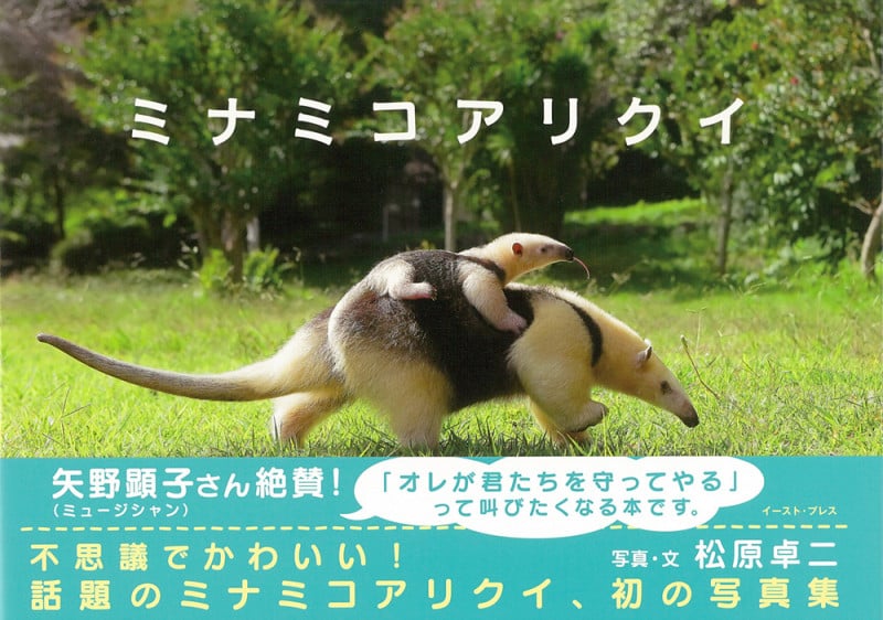 ミナミコアリクイ