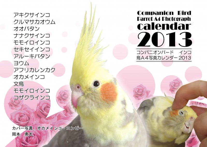 コンパニオンバード インコ鳥A4写真カレンダー2013 