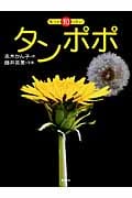 もっと知りたい タンポポ