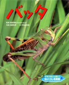ドキドキいっぱい!虫のくらし写真館 バッタ (4)