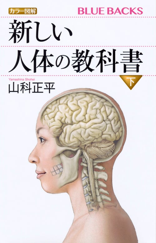 カラー図解 新しい人体の教科書 下 (ブルーバックス)