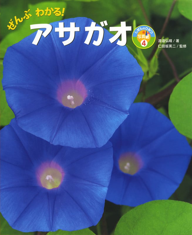 ぜんぶわかる! アサガオ (しぜんのひみつ写真館 4)