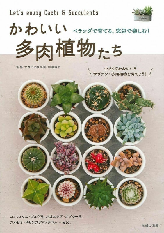 かわいい多肉植物たち