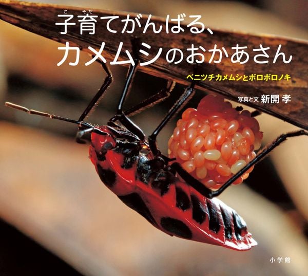 子育てがんばる、カメムシのおかあさん ベニツチカメムシとボロボロノキ (小学館の図鑑NEOの科学絵本)の詳細を見る