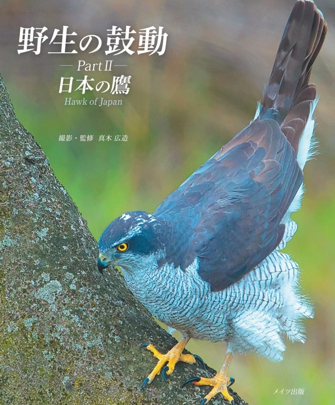 野生の鼓動 PartII 日本の鷹
