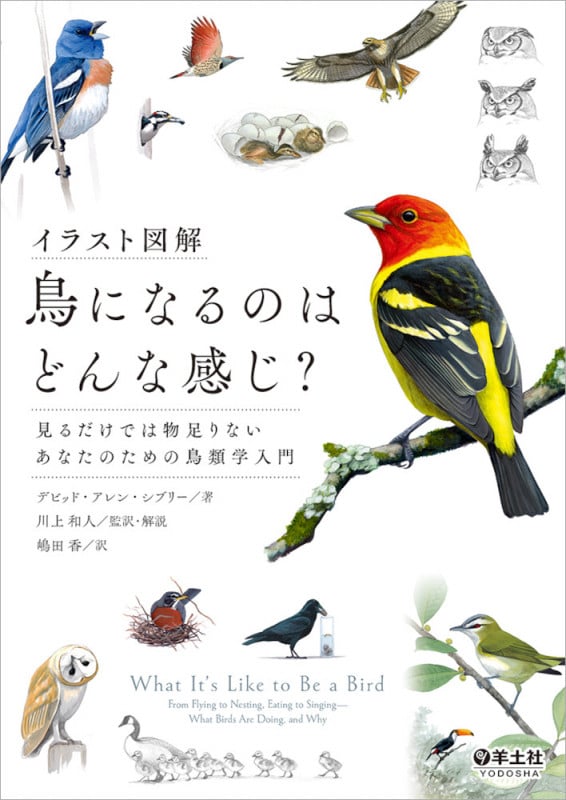 イラスト図解 鳥になるのはどんな感じ? 見るだけでは物足りないあなたのための鳥類学入門