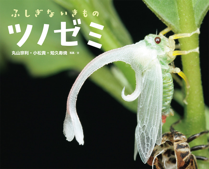 ふしぎないきものツノゼミ