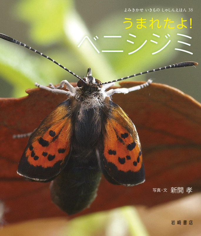 うまれたよ!ベニシジミ (よみきかせいきものしゃしんえほん 38)の詳細を見る