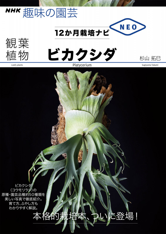 観葉植物 ビカクシダ (NHK趣味の園芸12か月栽培ナビNEO)