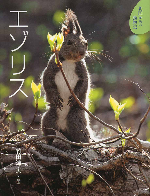 エゾリス (北国からの動物記 8)
